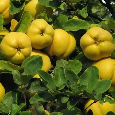 Цидония Цидония в Калининграде