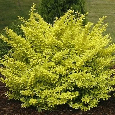 Барбарис АУРЕА тунберга в Калининграде