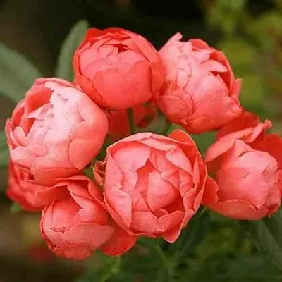 Саженцы роз ОРАНЖ МОРСДАГ полиантовая в Калининграде