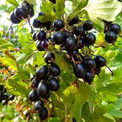 Смородина золотистая ОВАЛЬНАЯ  Смородина золотистая ОВАЛЬНАЯ в Калининграде