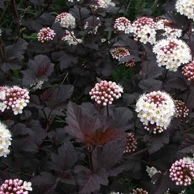 Пузыреплодник ДИАБЛО  Пузыреплодник ДИАБЛО в Калининграде