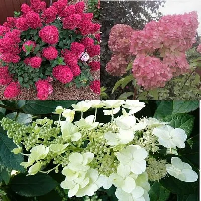 Комплект САД ЭМОЦИЙ в Калининграде