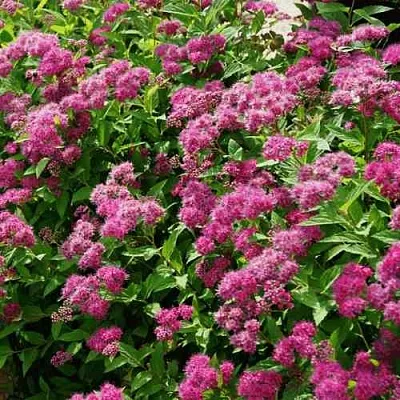 Спирея КРИСПА японская  Спирея КРИСПА японская в Калининграде