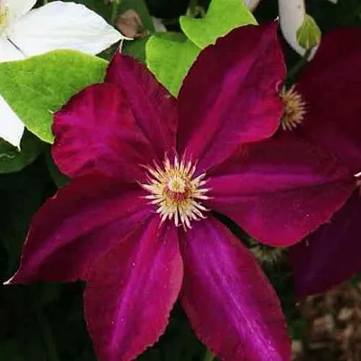 Клематис МАЗОВШЕ  Клематис МАЗОВШЕ в Калининграде