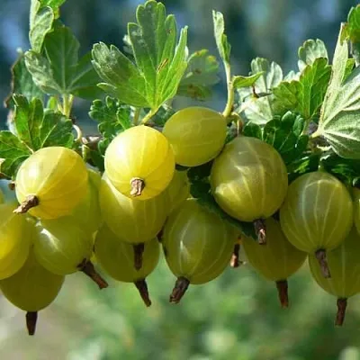 Крыжовник ХИННОНМАЙНЕН КЕЛЬТАЙНЕН в Калининграде