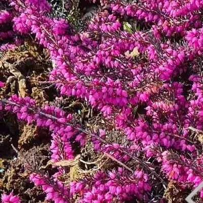 Вереск  Вереск в Калининграде