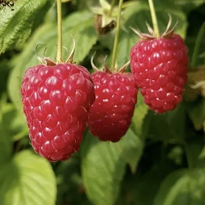 Малина МАПЕМА   Малина МАПЕМА  в Калининграде