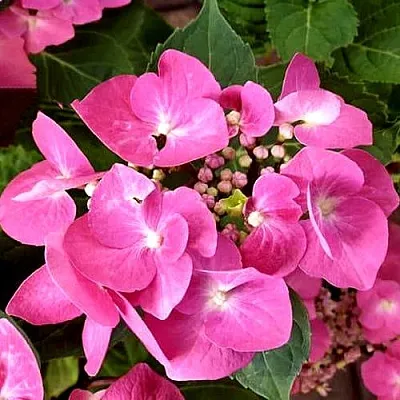 Гортензия ТАУБЕ крупнолистная  Гортензия ТАУБЕ крупнолистная в Калининграде