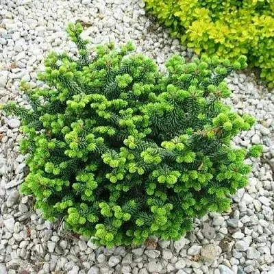 Пихта НАНА бальзамическая  Пихта НАНА бальзамическая в Калининграде