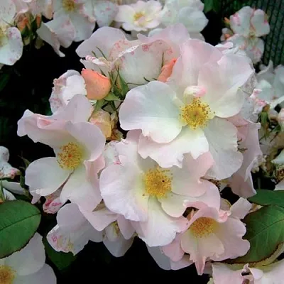 Саженцы роз САЛЛИ ХОЛМС мускусная  Саженцы роз САЛЛИ ХОЛМС мускусная в Калининграде