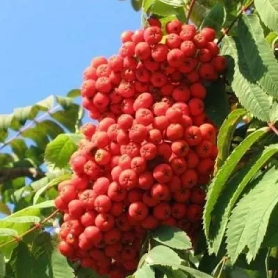 Рябина НЕВЕЖИНСКАЯ сладкоплодная в Калининграде