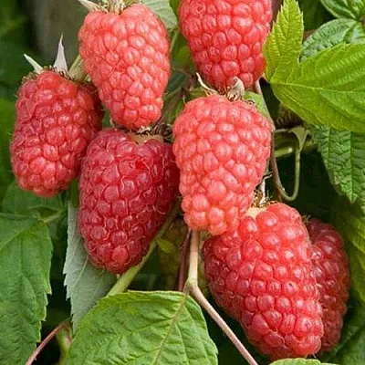 Малина КАСКАД ДЕЛАЙТ  Малина КАСКАД ДЕЛАЙТ в Калининграде