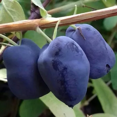 Жимолость съедобная БОРЕАЛ БЬЮТИ (СЕВЕРНАЯ КРАСАВИЦА) в Калининграде