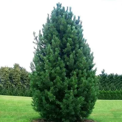 Сосна кедровая   Сосна кедровая  в Калининграде