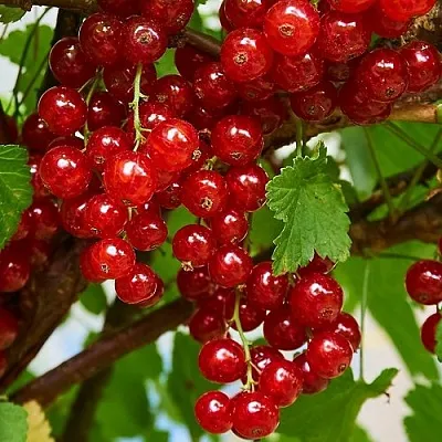 Смородина красная НАТАЛИ  Смородина красная НАТАЛИ в Калининграде