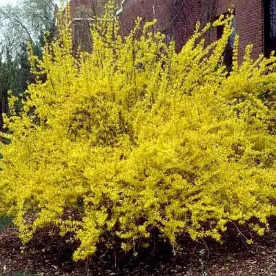 Форзиция ТАРАНДТ промежуточная  Форзиция ТАРАНДТ промежуточная в Калининграде