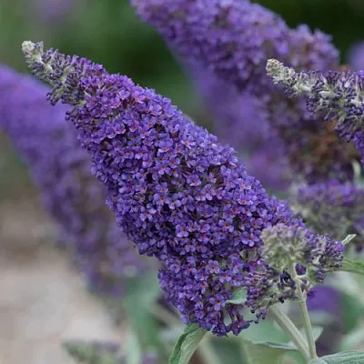 Буддлея НАНО ПЕРПЛ   Буддлея НАНО ПЕРПЛ  в Калининграде