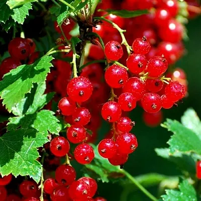 Смородина красная НЕНАГЛЯДНАЯ в Калининграде