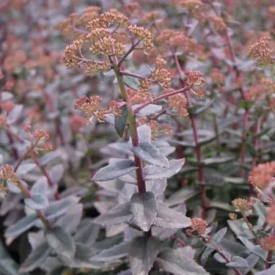 Очиток (седум) РЭЙН КСЕНОКС видный в Калининграде