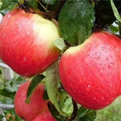 Яблоня ЖЕНЕВА (ЖЕНЕВА ЭРЛИ)  Яблоня ЖЕНЕВА (ЖЕНЕВА ЭРЛИ) в Калининграде