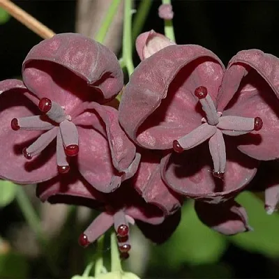 Акебия  Акебия в Калининграде