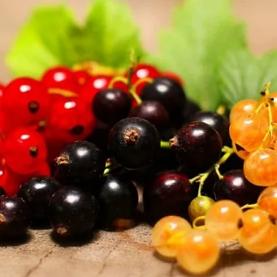 Комплект саженцев Комплект саженцев в Калининграде