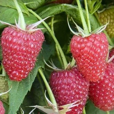 Малина ЕВРАЗИЯ  Малина ЕВРАЗИЯ в Калининграде