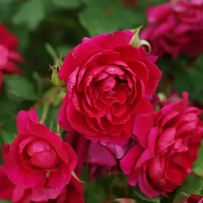 Саженцы роз КВАДРА плетистая  Саженцы роз КВАДРА плетистая в Калининграде