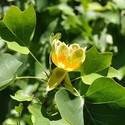 ЛИРИОДЕНДРОН тюльпанный  ЛИРИОДЕНДРОН тюльпанный в Калининграде