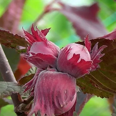 Фундук КАРДИНАЛ  Фундук КАРДИНАЛ в Калининграде