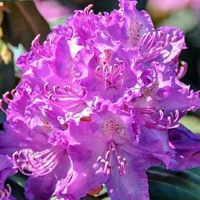 Рододендрон АЛЬФРЕД  Рододендрон АЛЬФРЕД в Калининграде