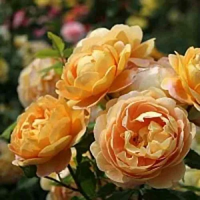 Саженцы роз ГОЛДЕН СЕЛЕБРЕЙШЕН английская  Саженцы роз ГОЛДЕН СЕЛЕБРЕЙШЕН английская в Калининграде