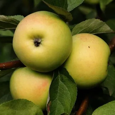 Яблоня ДАНИЛА — описание сорта Яблоня ДАНИЛА в Калининграде