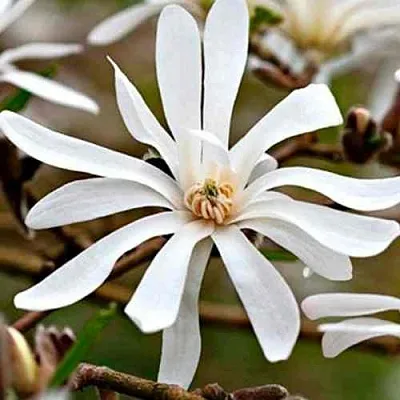 Магнолия СТЕЛЛАТА  Магнолия СТЕЛЛАТА в Калининграде