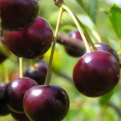 Вишня ЛИВЕНСКАЯ в Калининграде