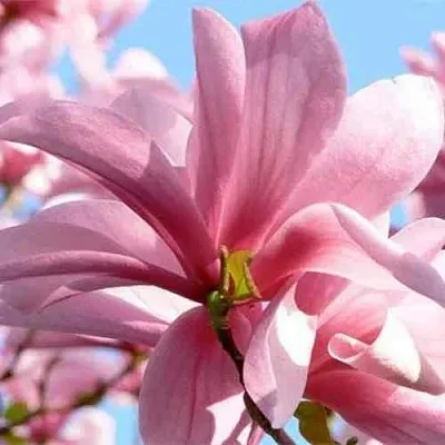 Магнолия ГАЛАКСИ  Магнолия ГАЛАКСИ в Калининграде