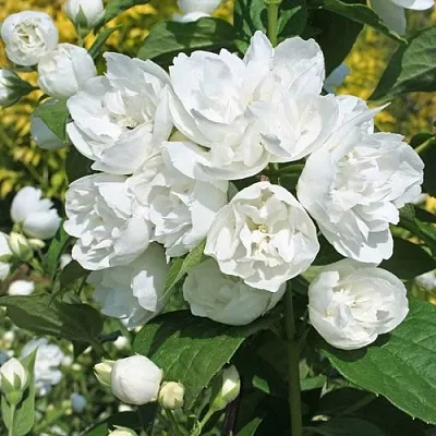 Жасмин махровый в Калининграде