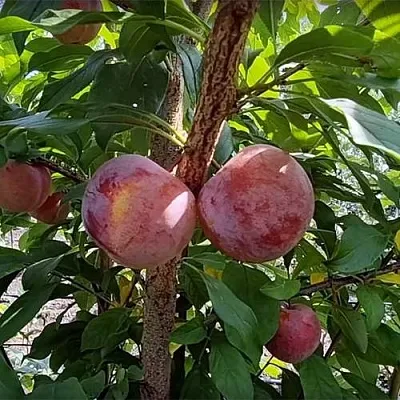 Плуот ГЕО ПРАЙД  Плуот ГЕО ПРАЙД в Калининграде