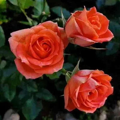 Саженцы роз ОРАНЖ ДЖЕВЕЛ миниатюрная в Калининграде