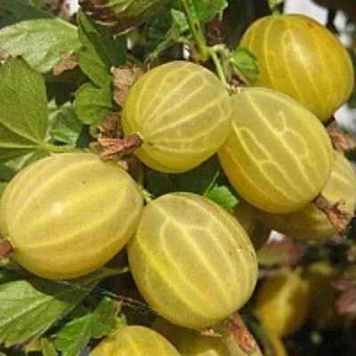 Крыжовник КУРШУ ДЗИНТАРС в Калининграде