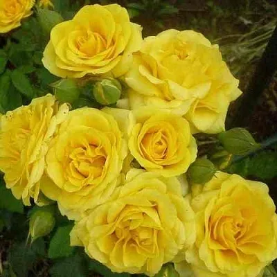 Саженцы роз ЕЛЛОУ БЭЙБИ спрей  Саженцы роз ЕЛЛОУ БЭЙБИ спрей в Калининграде