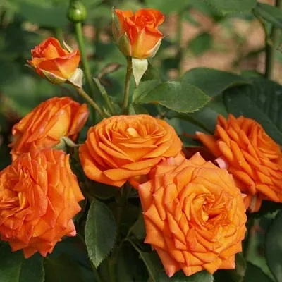 Саженцы роз БЕЙБ спрей  Саженцы роз БЕЙБ спрей в Калининграде