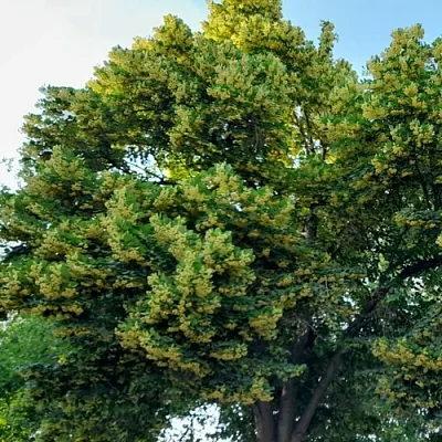 Липа в Калининграде