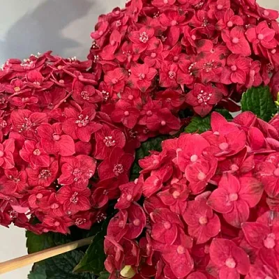 Гортензия ЭНДЛЕСС САММЕР ЛАВ крупнолистная  Гортензия ЭНДЛЕСС САММЕР ЛАВ крупнолистная в Калининграде