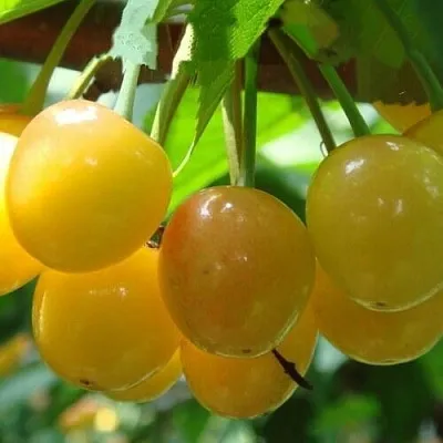 Черешня ЯНТАРНАЯ в Калининграде