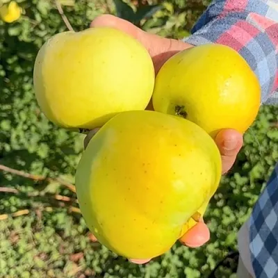 Яблоня КАЛУЖАНКА  Яблоня КАЛУЖАНКА в Калининграде