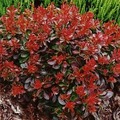 Барбарис КАРМЕН тунберга в Калининграде