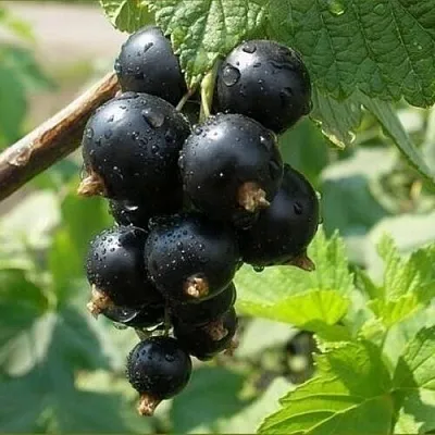 Смородина черная ПИГМЕЙ  Смородина черная ПИГМЕЙ в Калининграде