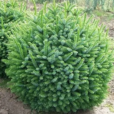 Ель НАНА сербская в Калининграде