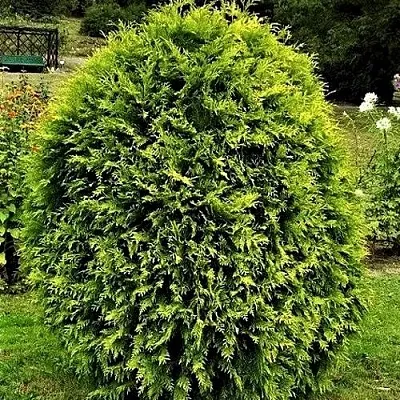 Туя ТИП ТОП западная  Туя ТИП ТОП западная в Калининграде